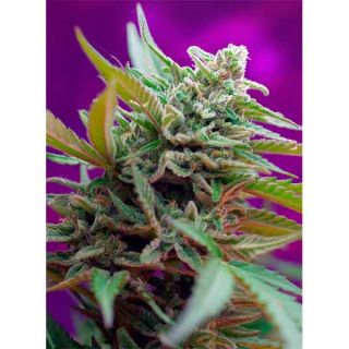 Sweet Seeds - Black Jack Auto (3+1) - (5+2)
