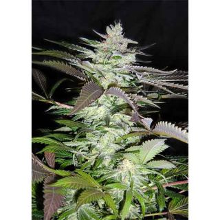 Sweet Seeds - Black Jack