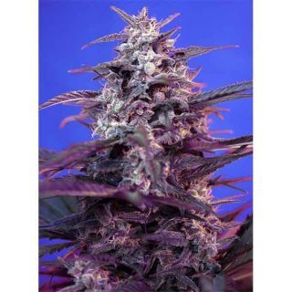 Sweet Seeds - Bloody Skunk Auto (3+1) - (5+2)