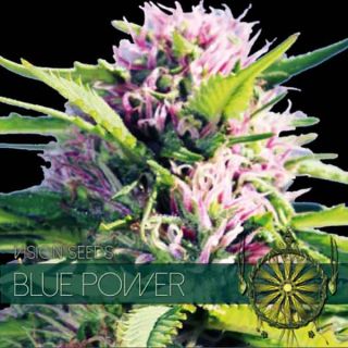Vision Seeds - Blue Power