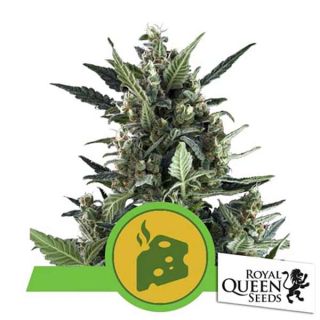 Royal Queen Seeds - Blue Cheese Auto