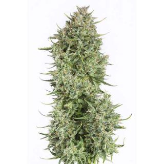 Dinafem Seeds - Blue Kush Autofiorente