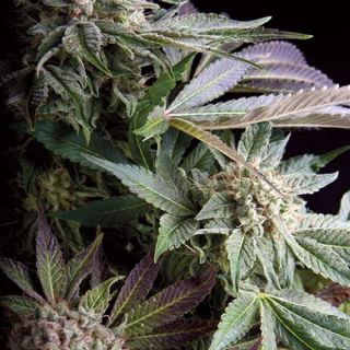 Trikoma Seeds - Blue berry