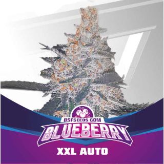 BSF - Blueberry Auto XXL