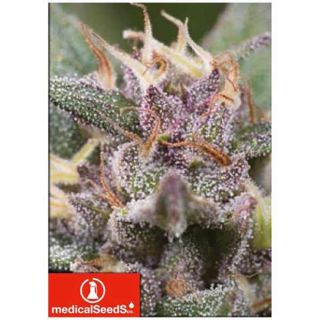 Medical Seeds - Bluehell Auto