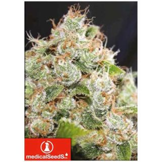 Medical Seeds - BNC Sour Diesel