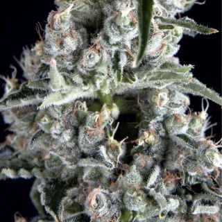 Trikoma Seeds - Boca Negra 5 SEMI