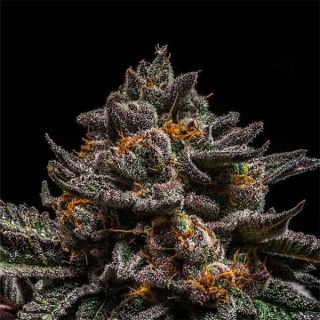 Ripper Seeds - Brain Cake
