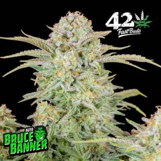 Fast Buds - Bruce Banner Auto