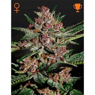 Green House Seeds - Bubba Kush