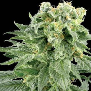 Vision Seeds - Bubble Yum