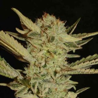 Serious Seeds - Bubblegum