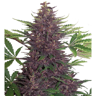 Buddha Seeds - Purple Kush Auto