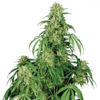 Buddha Seeds - Calamity Jane Auto