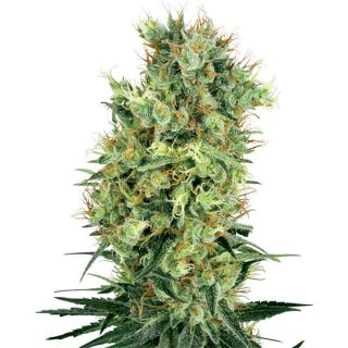 White Label Seeds - Cali Orange Bud Regolare