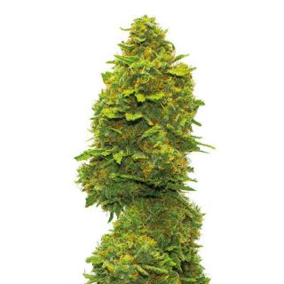 Guru Plant Genetik - Canadian Cream - 6 Semi