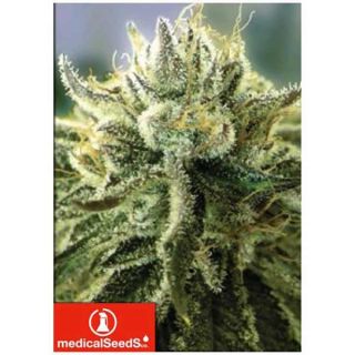 Medical Seeds - Canadian Kush 2.0