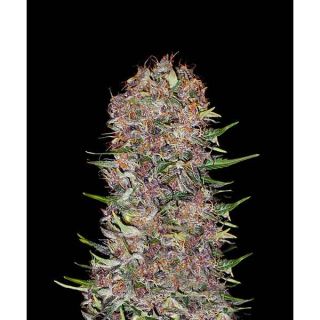 Panoramix Genetics - Candy Creamy