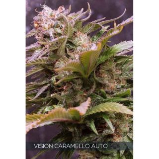 Vision Seeds - Caramel Monster Auto