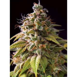 Vision Seeds - Caramel Monster