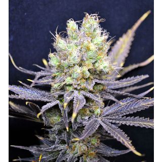 CBD Crew - CBD Nordle