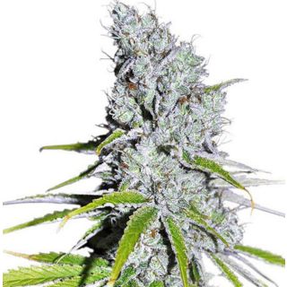 Dutch Passion - Cbd Skunk Haze