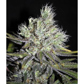 CBD Crew - CBD Sweet and Sour Widow