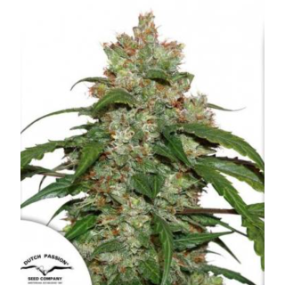 CBD White Widow Auto