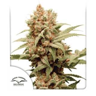 Dutch Passion - CBG Force