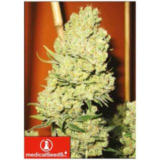 Medical Seeds - Channel +