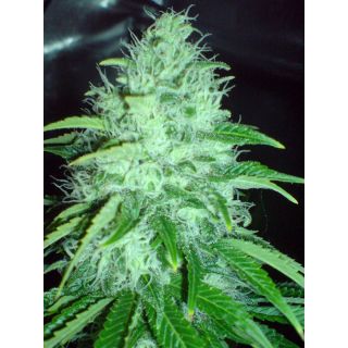 Big Buddha Seeds - Cheese Dawg