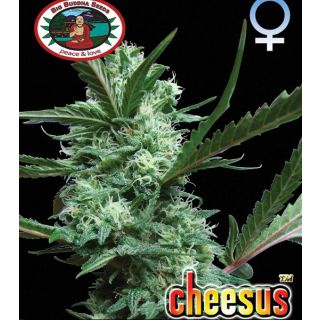 Big Buddha Seeds - Cheesus