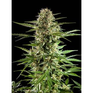 Philosopher Seeds - Cheesy Auto CBD