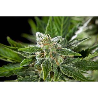 Philosopher Seeds - Cheesy Auto