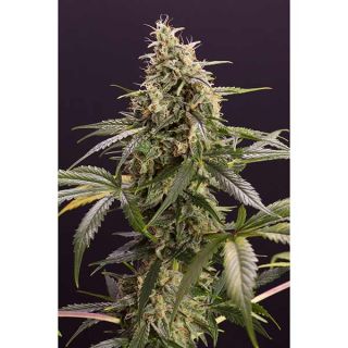 Humboldt Seeeds - Chem Bomb Auto