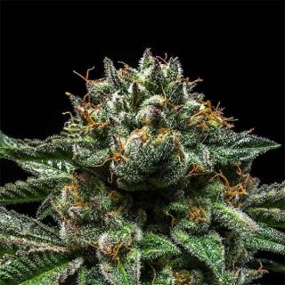 Ripper Seeds - Chempie