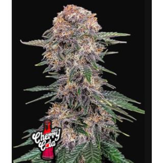 Fast Buds - Cherry Cola Auto