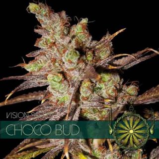 Vision Seeds - Choco Bud