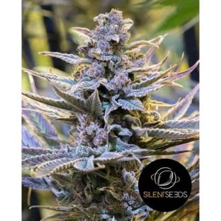 Silent Seeds - Cookielato