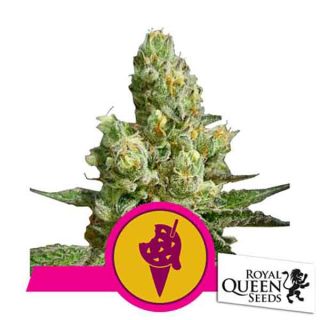 Royal Queen Seeds - Cookies Gelato