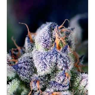 Pyramid Seeds - Cookies USA