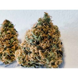 Super Sativa Seed Club - Creamy Kees Regolare