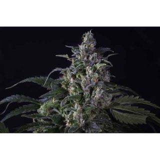 Super Sativa Seed Club - Creeper Regolare - 12 Semi