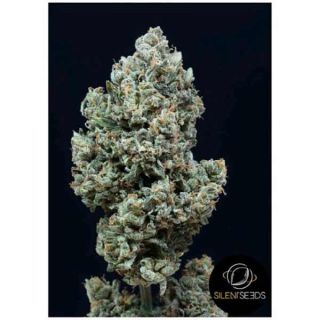 Silent Seeds - Critical + 2.0 Auto