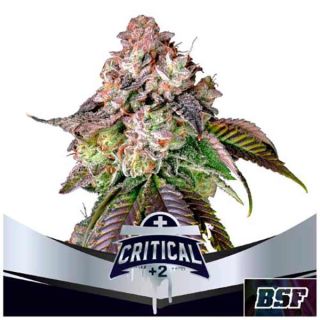 BSF - Critical +2 Fem