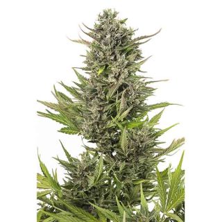 Dinafem - Critical + Autofiorente CBD