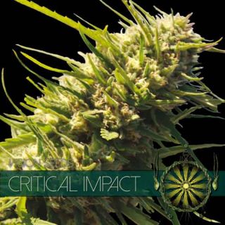 Vision Seeds - Critical Impact