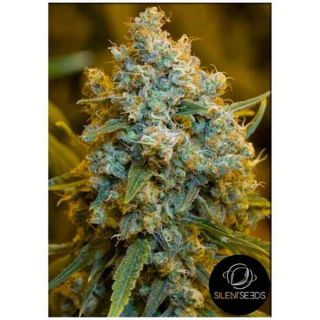 Silent Seeds - Critical Jack