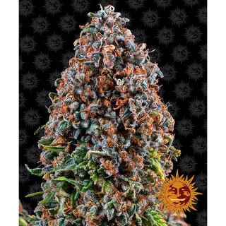 Barney' s Farm - Critical Kush