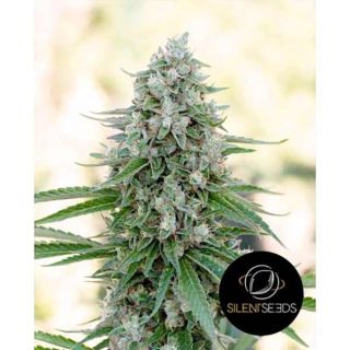 Silent Seeds - Critical Mango